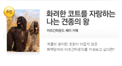 아프간하운드 쎄이